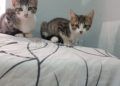 gatos-adopcion-1