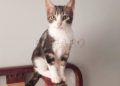 gatos-adopcion-2