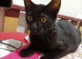 gatos-adopcion-3