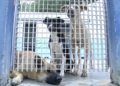 protectora-animales-perros-12