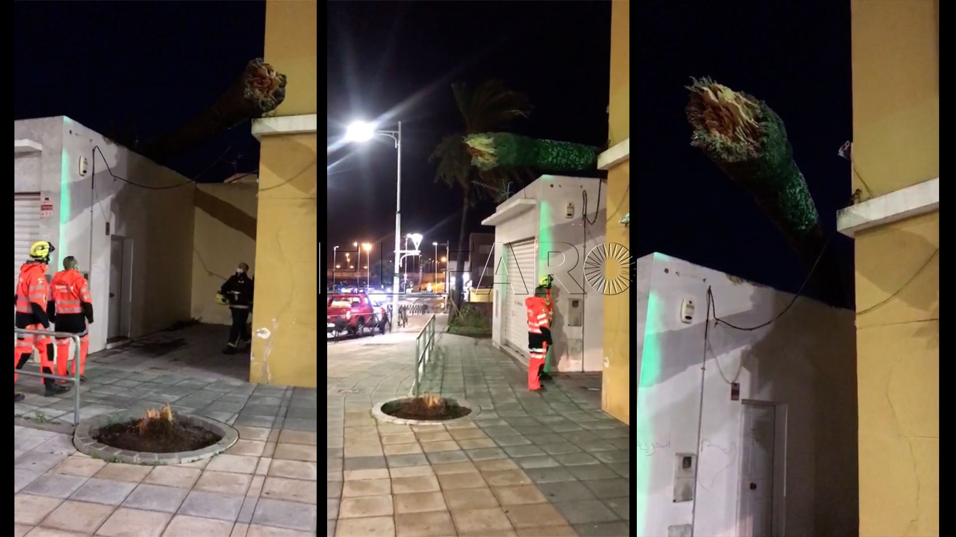 palmera