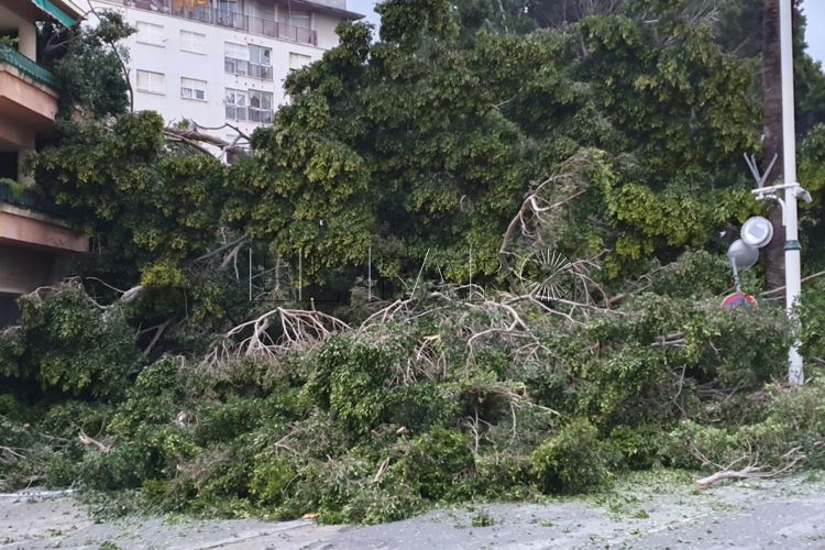 arbol-caido