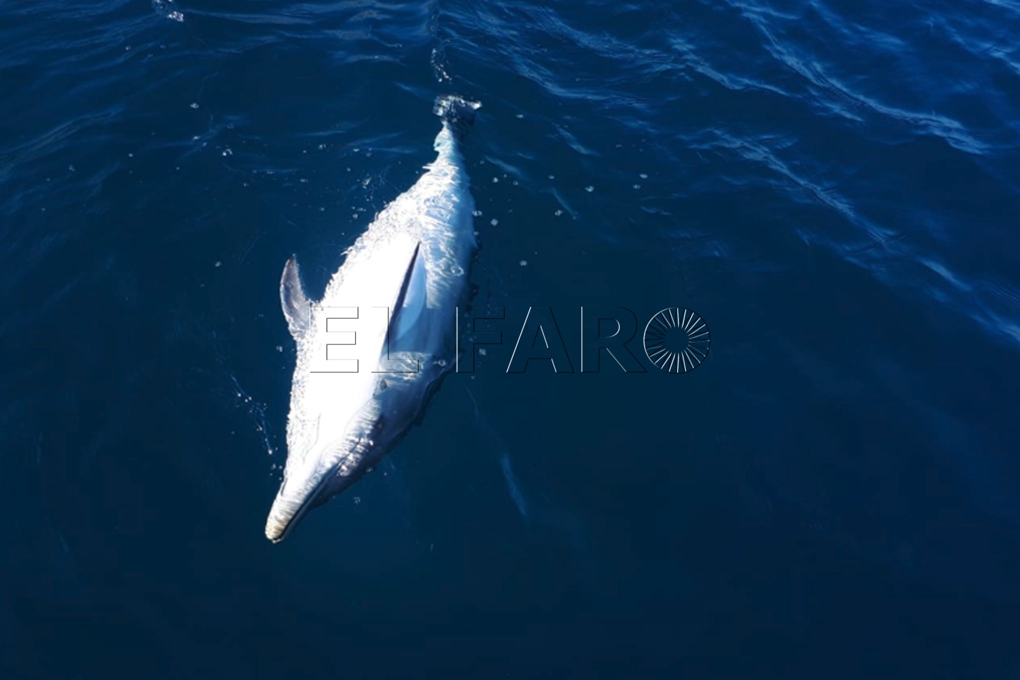 delfin-muerto