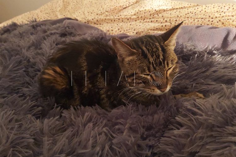 filomena-gata
