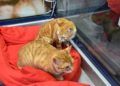 gatos-adopcion-1