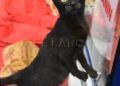 gatos-adopcion-3
