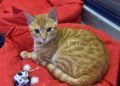 gatos-adopcion-4