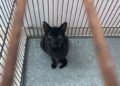 gatos-viaje-francia-3