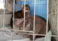 gatos-viaje-francia-7