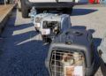 gatos-viaje-francia-8