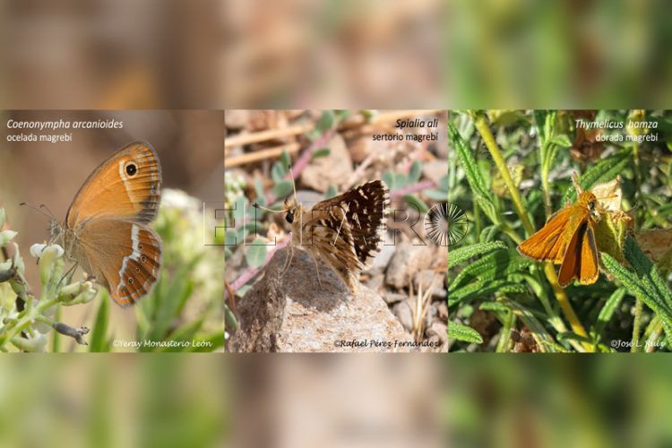 nuevas-especies-mariposas