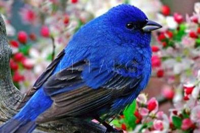 pajaro-arbol