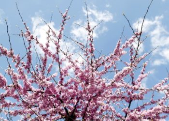 arbol-ramas-colorido-efe