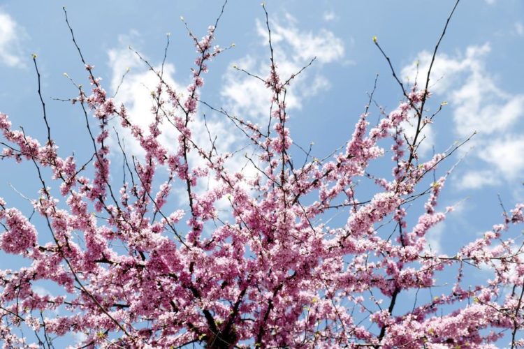 arbol-ramas-colorido-efe