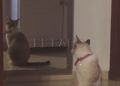 gatos-carmen-6