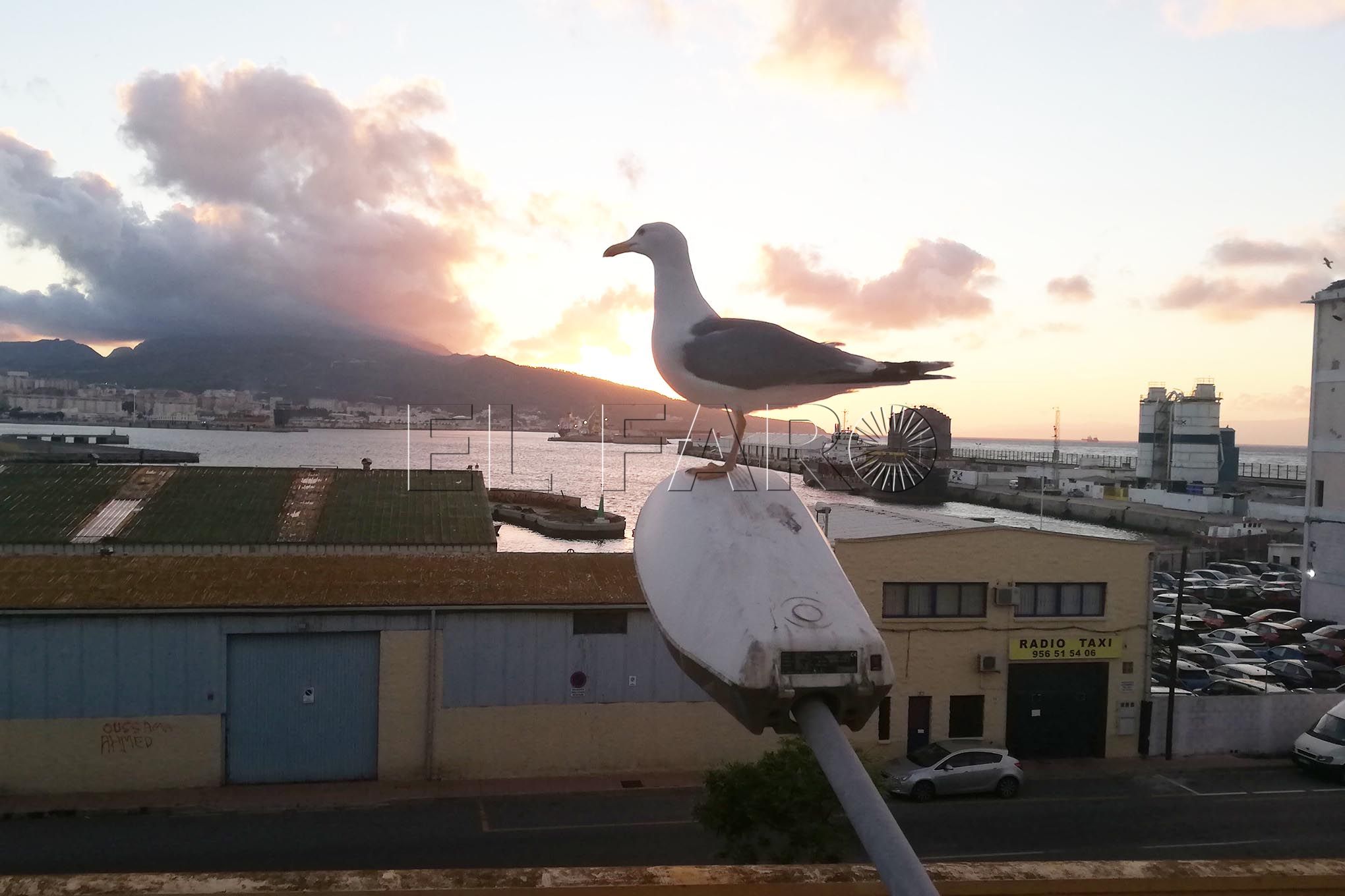 gaviota