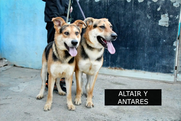 perros-adopcion