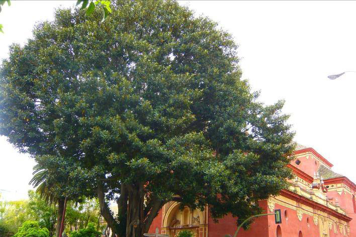 arbol-ficus