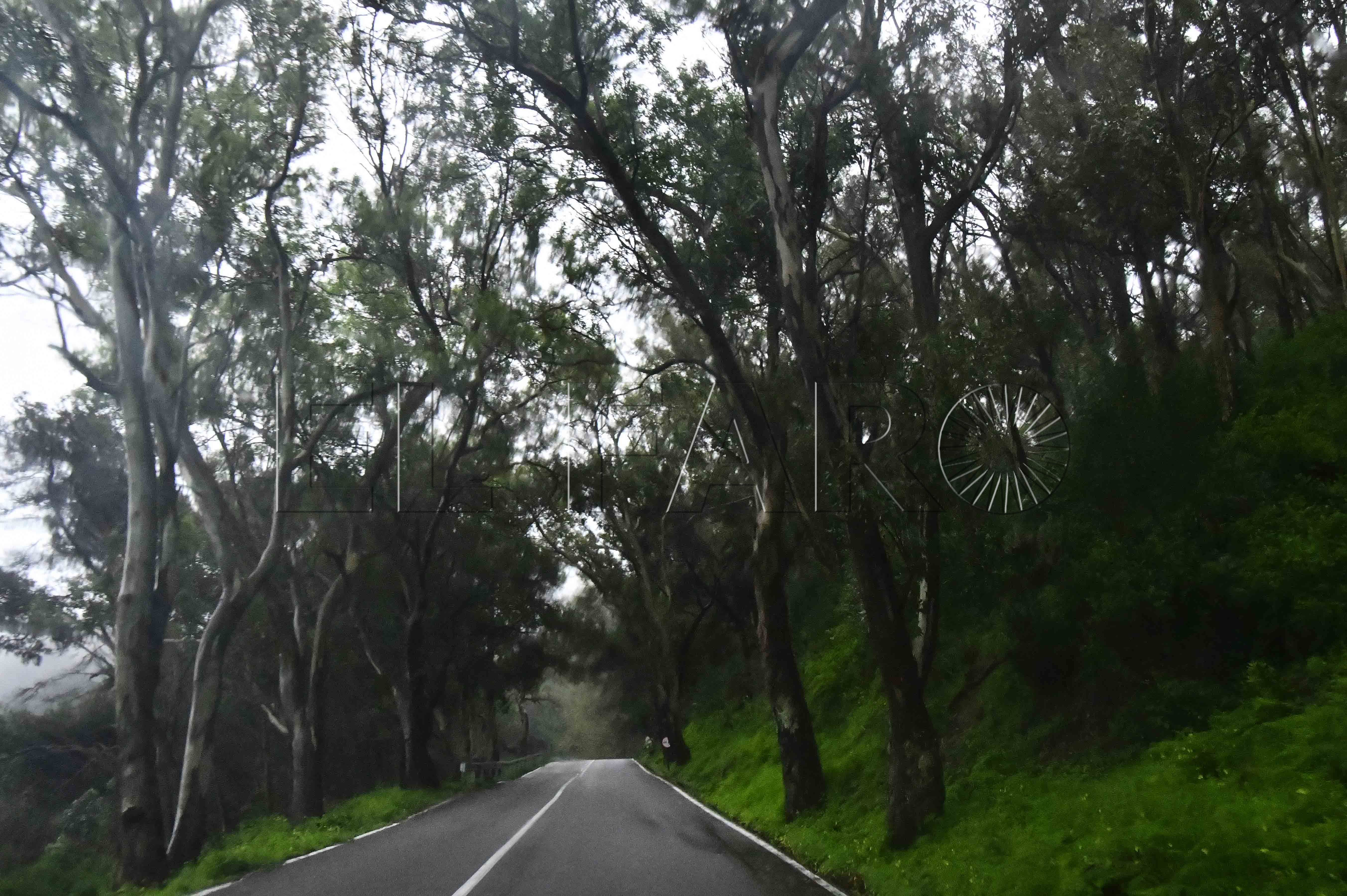 carretera-arboles