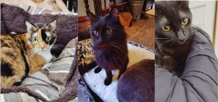 gatos-necesitan-acogida