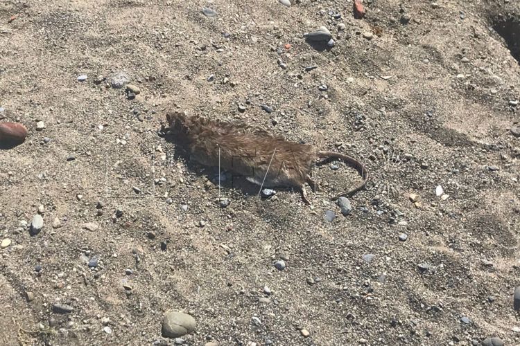 ratas