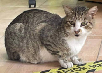 willy-gato