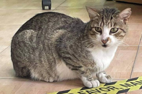 willy-gato