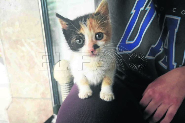 adoptar-gatitos