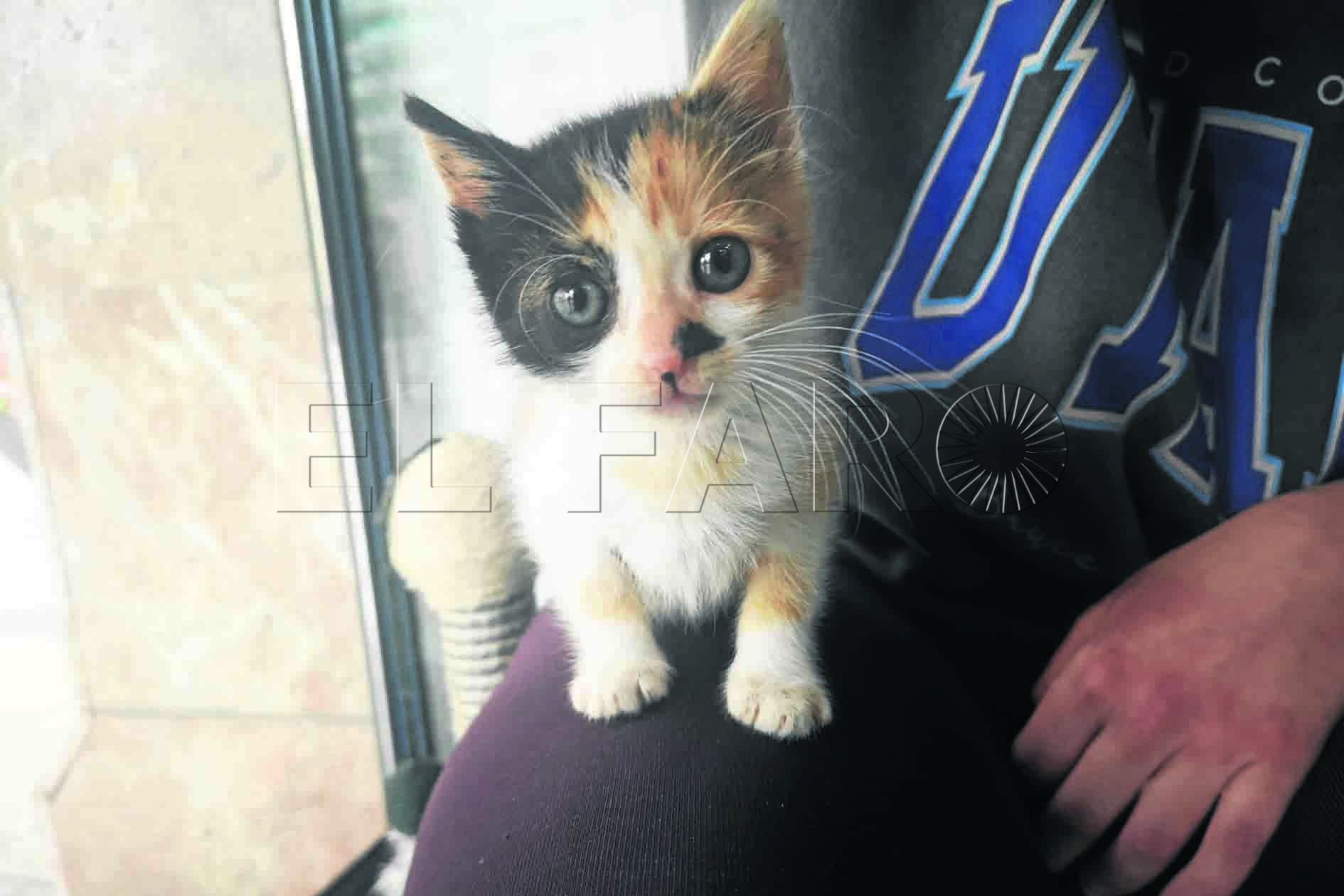 adoptar-gatitos