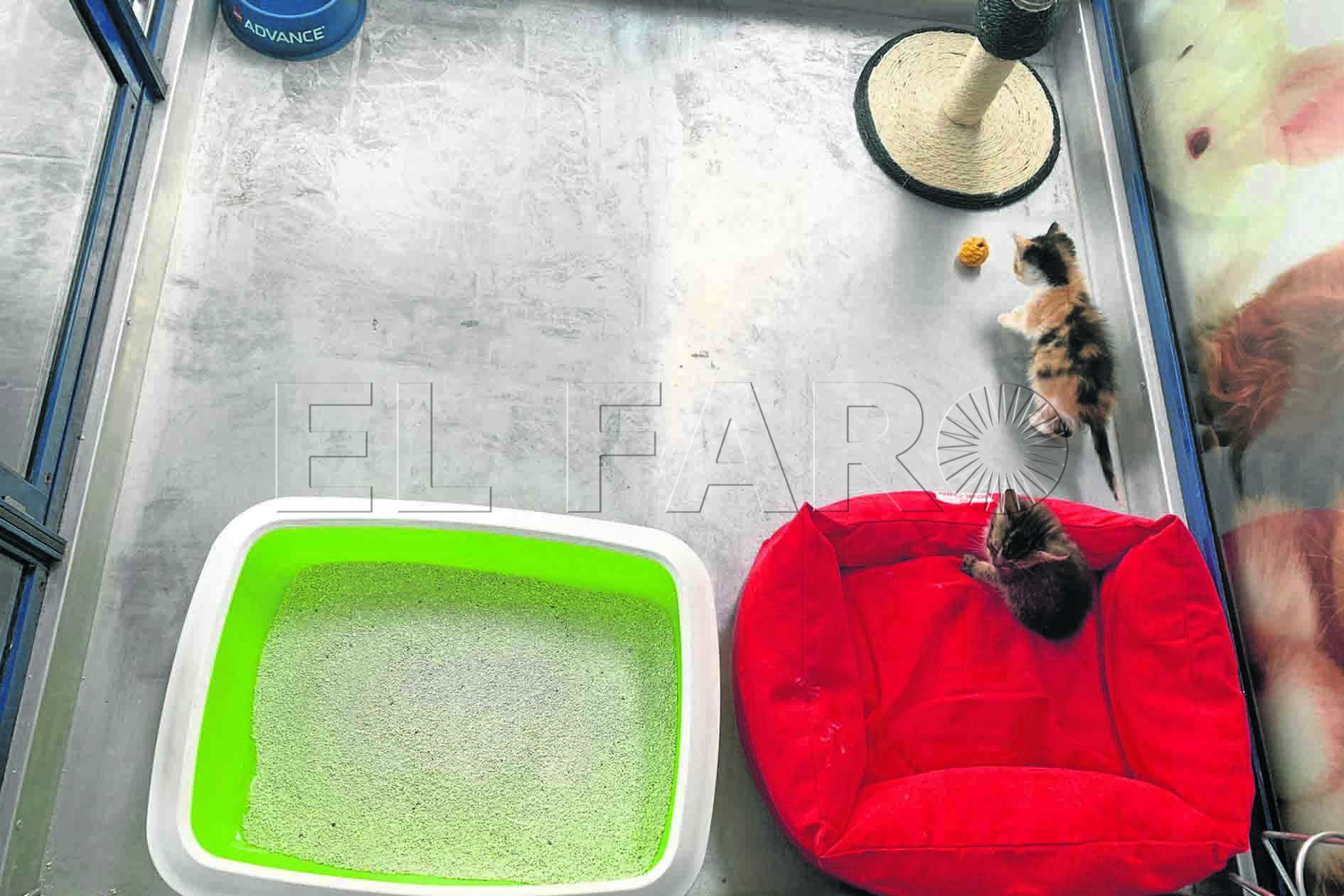 adoptar-gatitos2