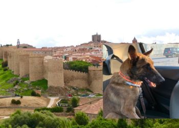 ares-perro-avila