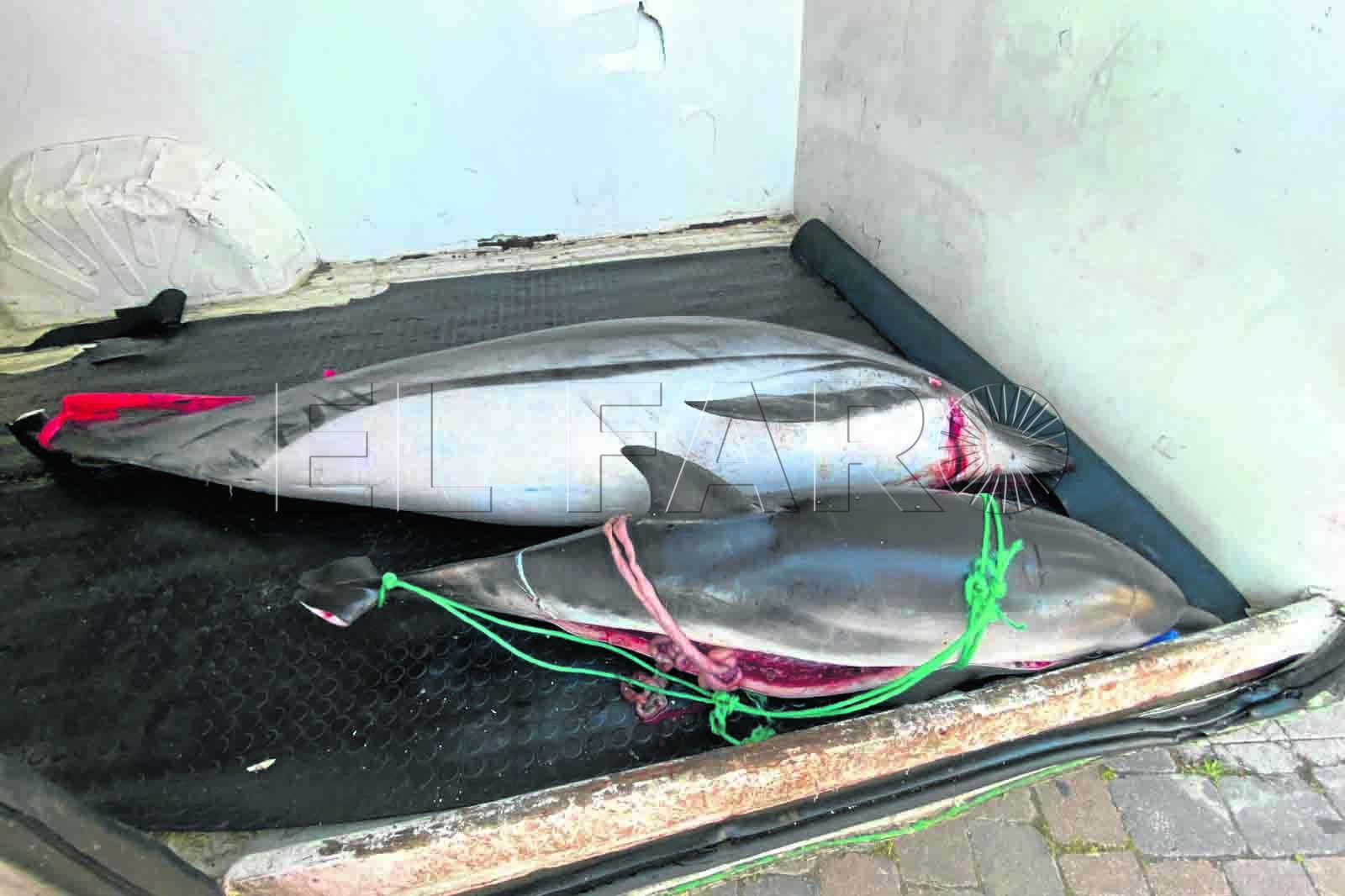 calderon-delfin