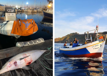 cecam-delfin-marroquies