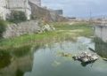 charca-olores-ranas-torres-hacho-5