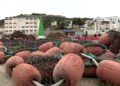 cofradia-pescadores-almadraba-29