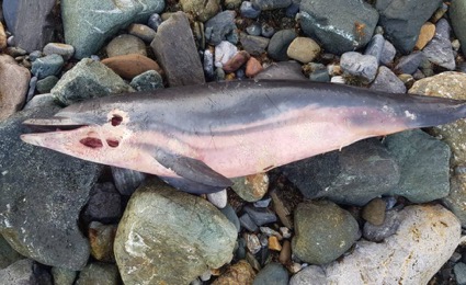 delfin-muerto-costas