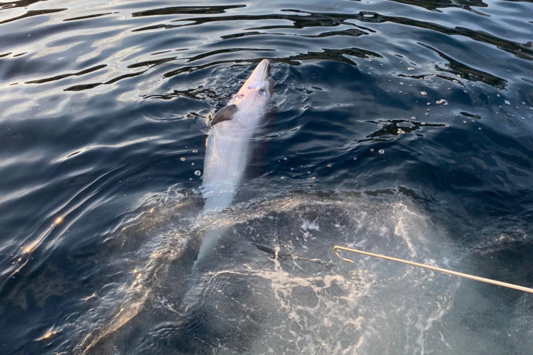 delfin-muerto-mutilado-cecam-3