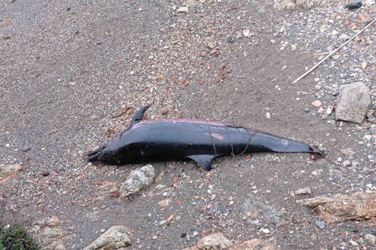 delfin-muerto-playa-bolera-2