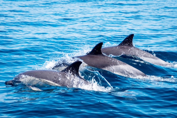 delfines