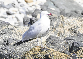 gaviotas-audouin