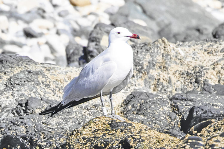 gaviotas-audouin