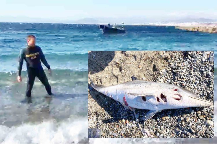 geas-delfin