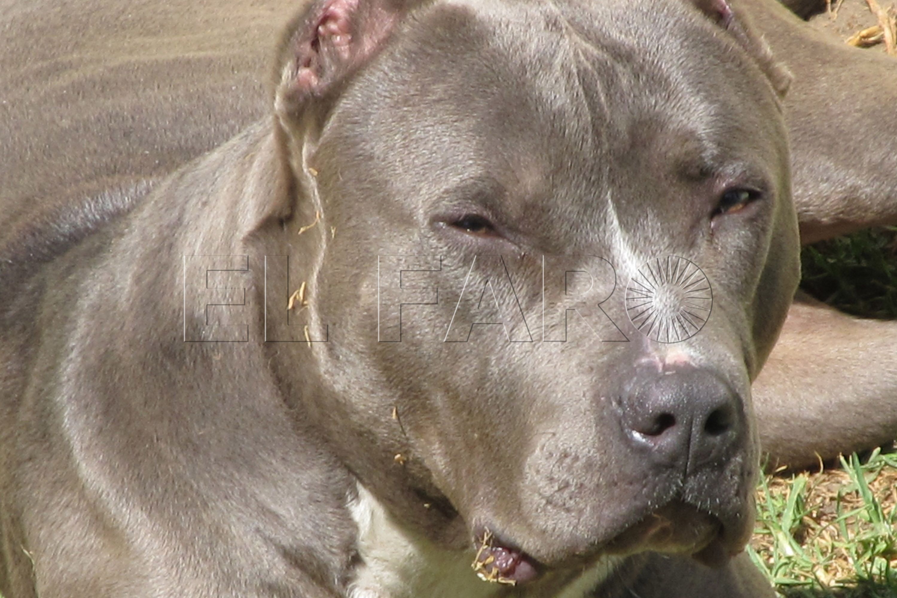 perro-potencialmente-peligroso