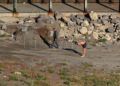 entrada-nadadores-benzu-guardia-civil-inmigrantes-25