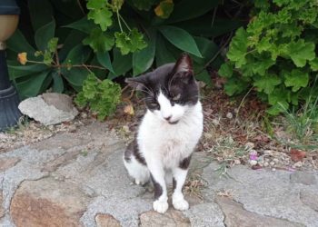 luna-gata