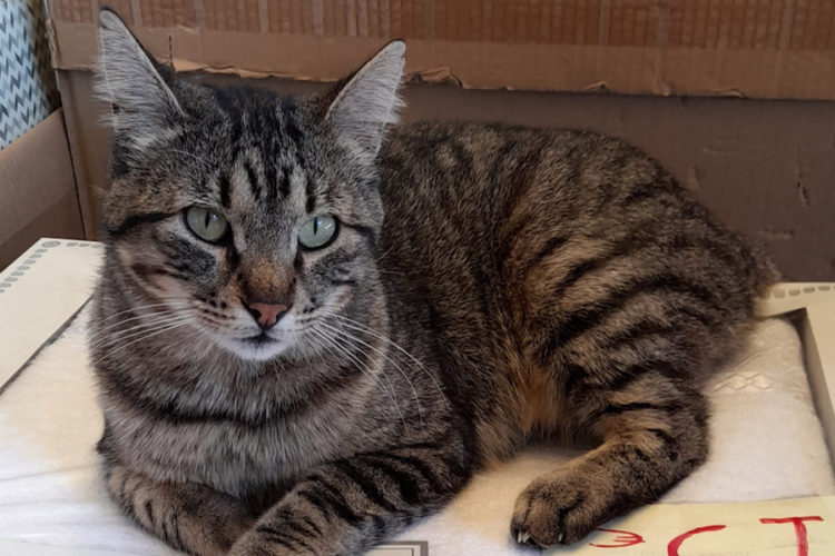 tigreton-gato-perdido-1