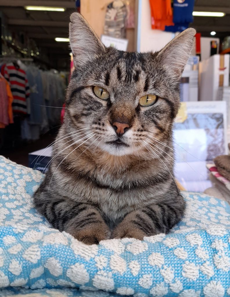 tigreton-gato-perdido-2