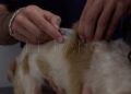 vacunacion-rabia-mascotas-animales-10