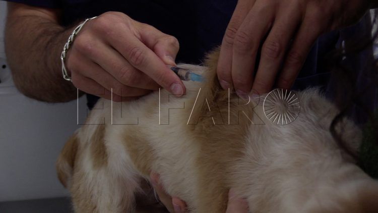 vacunacion-rabia-mascotas-animales-10