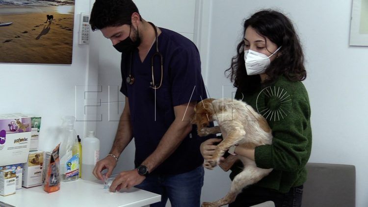 vacunacion-rabia-mascotas-animales-16